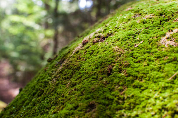 istock Green Moss Growing on a Large Rock 839499622