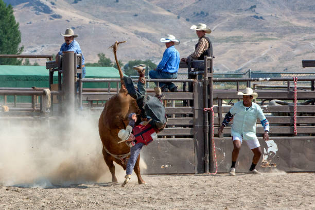 Cowboy Riding a Bull in a Rodeo Cowboy riding and falling off a bull in a bull riding competition in a rodeo in a small town in Utah bull riding bull bullfighter cowboy hat stock pictures, royalty-free photos & images