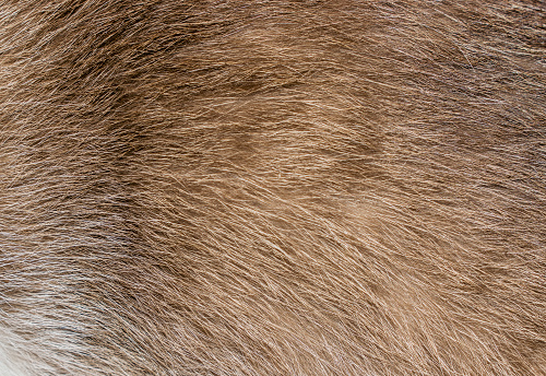 Texture and pattern, macro showing hairs