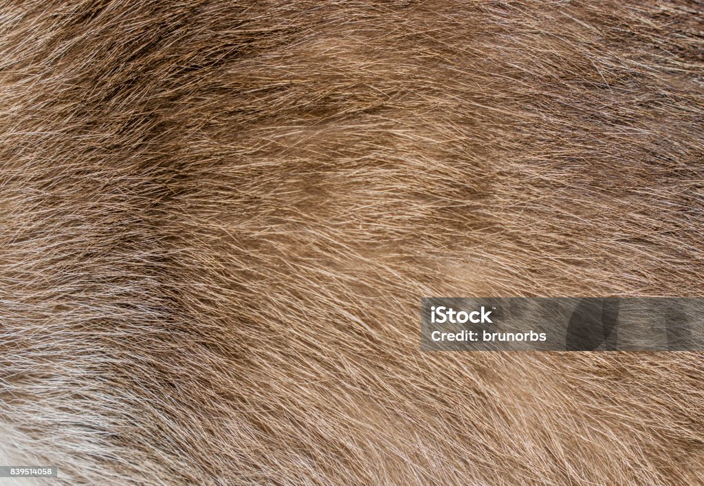 Brown, yellow and grey cat fur closeup Texture and pattern, macro showing hairs Lion - Feline Stock Photo