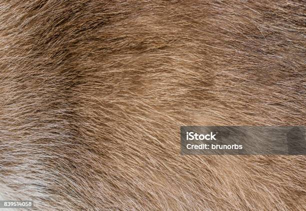 Brown Yellow And Grey Cat Fur Closeup Stock Photo - Download Image Now - Lion - Feline, Fur, Animal Hair