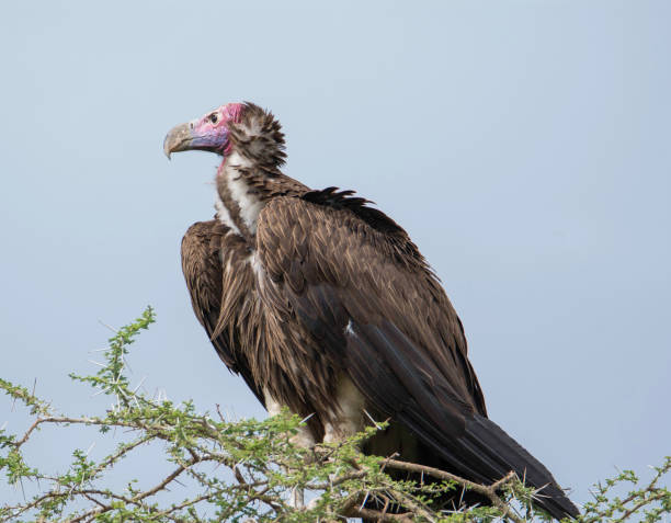 istock Birds In Africa 839514140