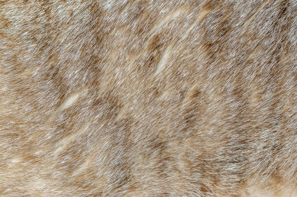 istock Brown, yellow and grey cat fur closeup 839519294