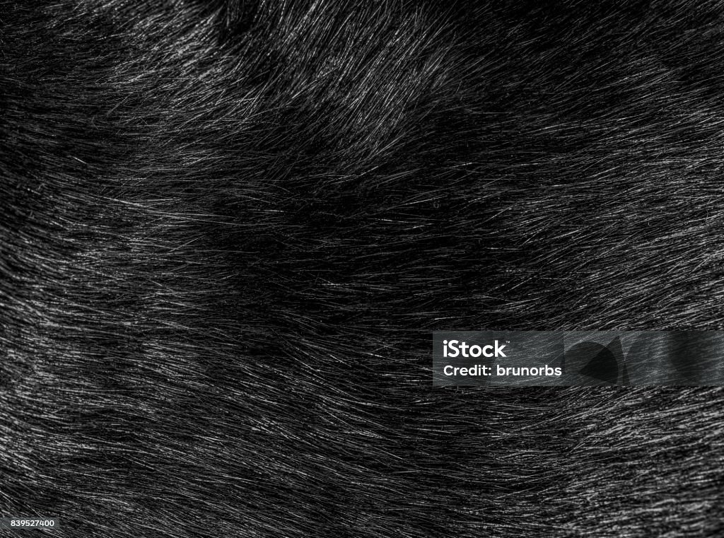 Motif, la texture et chat noir fourrure poils closeup - Photo de Poils d'un animal libre de droits