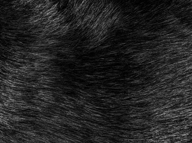 capelli di pelliccia di gatto neri primo piano, consistenza e motivo - peloso foto e immagini stock