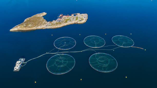 istock Salmon fish farm. Bergen, Norway. 839540614