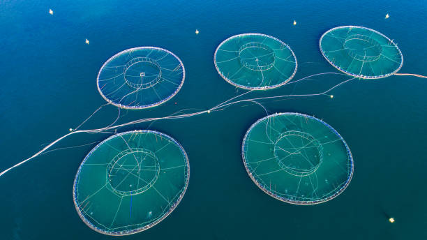 istock Salmon fish farm. Bergen, Norway. 839543548