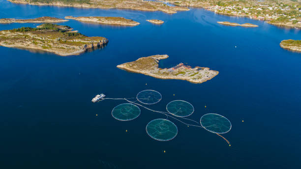 istock Salmon fish farm. Bergen, Norway. 839544452
