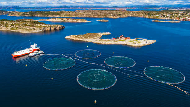 istock Salmon fish farm. Bergen, Norway. 839545408