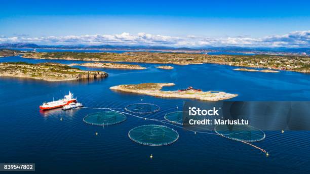 Salmon Fish Farm Bergen Norway Stock Photo - Download Image Now - Aquaculture, Farm, Norway