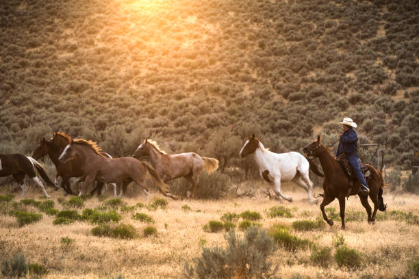 dzikie konie biegające - rein saddle cowboy hat hat zdjęcia i obrazy z banku zdjęć