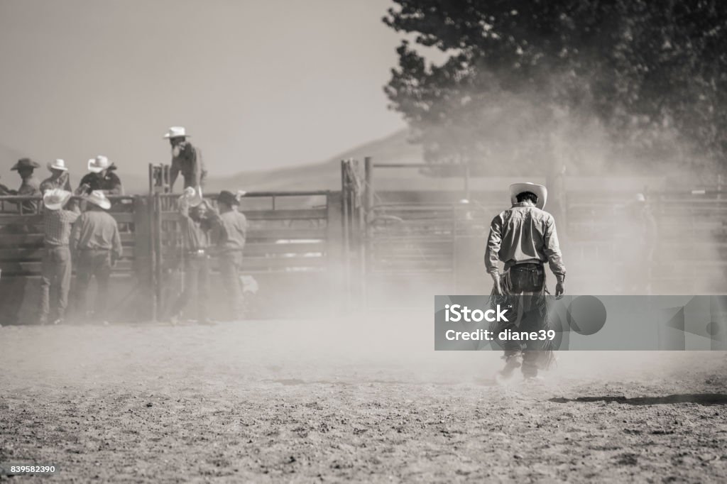 Fallen Rodeo Rider A rodeo competitor after his ride Rodeo Stock Photo