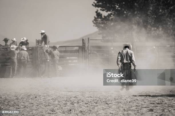 Fallen Rodeo Rider Stock Photo - Download Image Now - Rodeo, Cowboy, Horse
