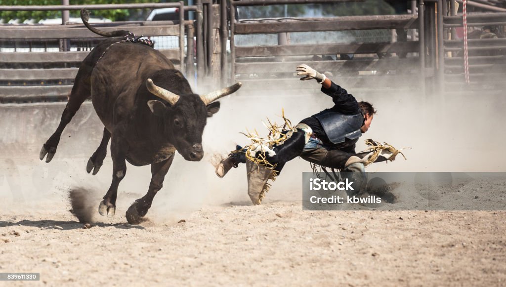 lejano oeste vaquero de rodeo montando un toro bucking negro - Foto de stock de Toro - Animal libre de derechos