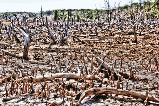 istock The nature transformation process is destruction and creation, the both all the time. 839612216