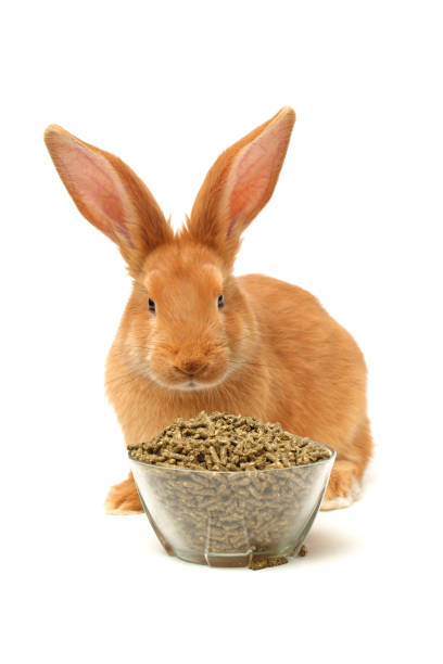 istock Cute little bunny on a white background 839642588