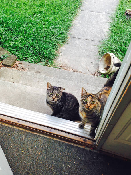 istock Two cats look into an open door 839649084