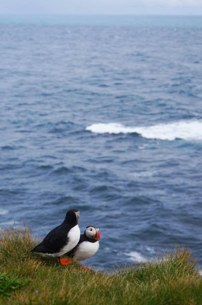 istock Atlantic Puffin in Latrabjarg cliffs, Iceland. 839649290