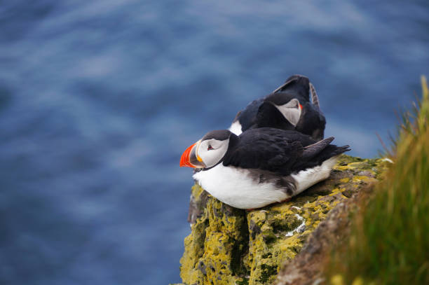 istock Atlantic Puffin in Latrabjarg cliffs, Iceland. 839649382