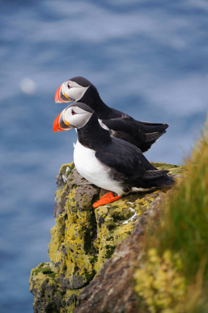 istock Atlantic Puffin in Latrabjarg cliffs, Iceland. 839649458