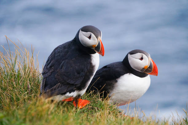 istock Atlantic Puffin in Latrabjarg cliffs, Iceland. 839649654