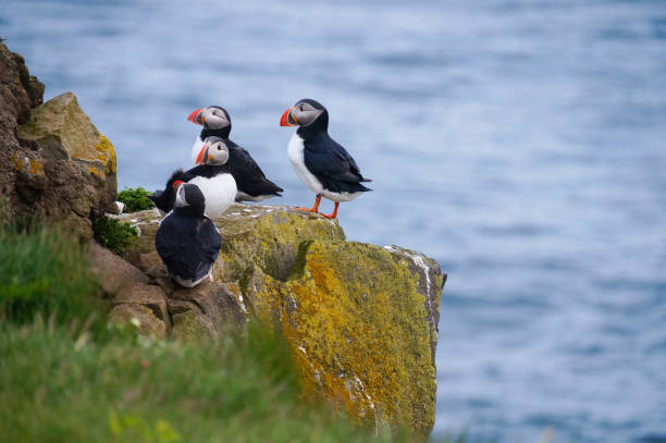 istock Atlantic Puffin in Latrabjarg cliffs, Iceland. 839649692