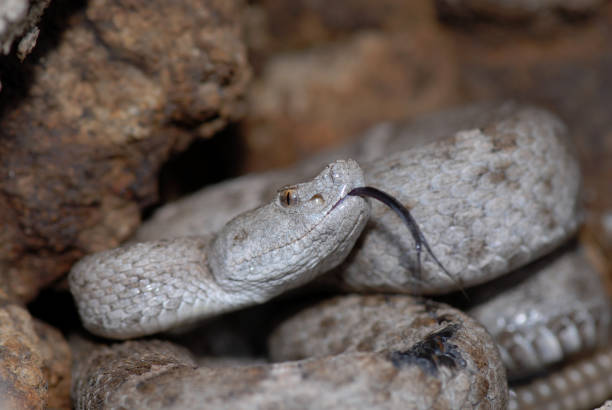 istock New Mexico Ridge-nosed Rattlesnake 839654226