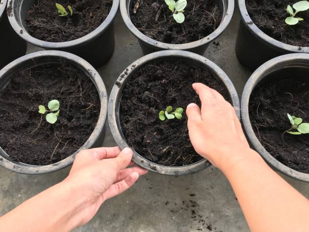 istock Planting in flower pot 839660132