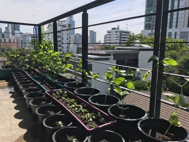 istock Roof top garden 839661062
