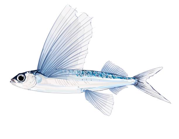 illustrazioni stock, clip art, cartoni animati e icone di tendenza di pesci volanti in acquerello - pesce volante immagine