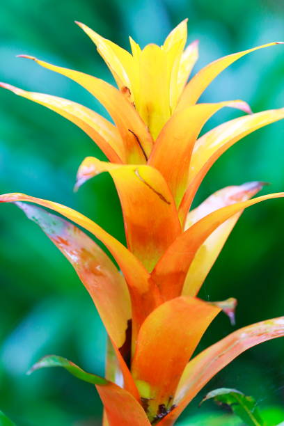 Idyllic Bromeliad Flower head Nidularium blossom bloom, delicate colorful plants - Beautiful Guzmania landscape - Botanical family: Bromeliaceae - Tropical plants in Brazilian Amazon rainforest and Pantanal Wetlands - Brazil