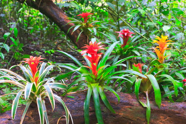 idyllische bromelie blume kopf nidularium blüte bloom, zarte bunte pflanzen - schöne guzmanie landschaft - botanische familie: bromeliaceae - tropische pflanzen im brasilianischen amazonas-regenwald und feuchtgebiete pantanal - brasilien - wildflower botanical garden botany flower stock-fotos und bilder