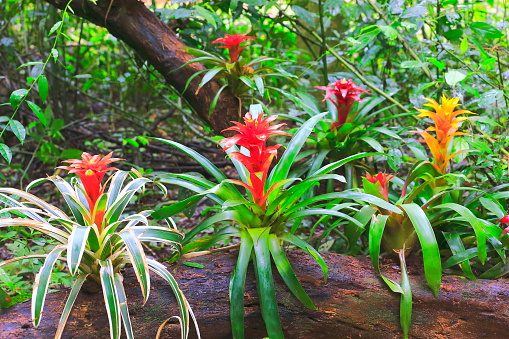 Idyllic Bromeliad Flower head Nidularium blossom bloom, delicate colorful plants - Beautiful Guzmania landscape - Botanical family: Bromeliaceae - Tropical plants in Brazilian Amazon rainforest and Pantanal Wetlands - Brazil