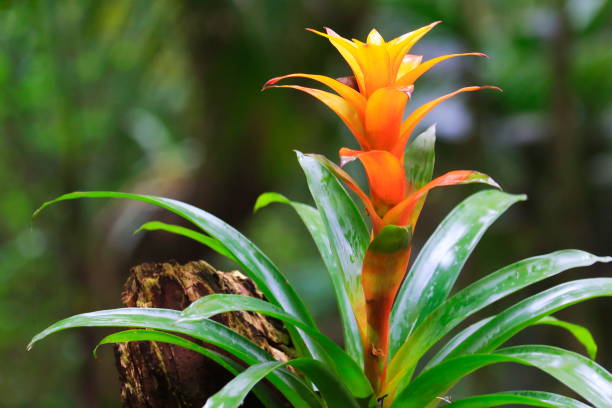 idílico bromélia flor cabeça nidularium flor flor, plantas delicadas coloridas - guzmania bela paisagem - botânicos família: bromeliaceae - plantas tropicais na amazônia brasileira e zonas húmidas do pantanal - brasil - bromeliaceae - fotografias e filmes do acervo