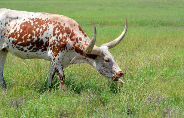 белый и коричневый язык лонгхорн - bull texas longhorn cattle horned white стоковые фото и изображения