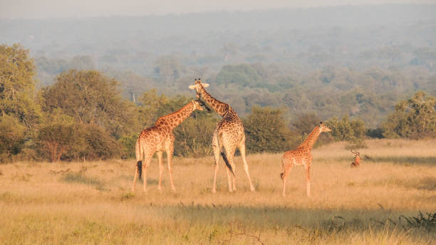istock Giraffes at an african sunrise 839683108
