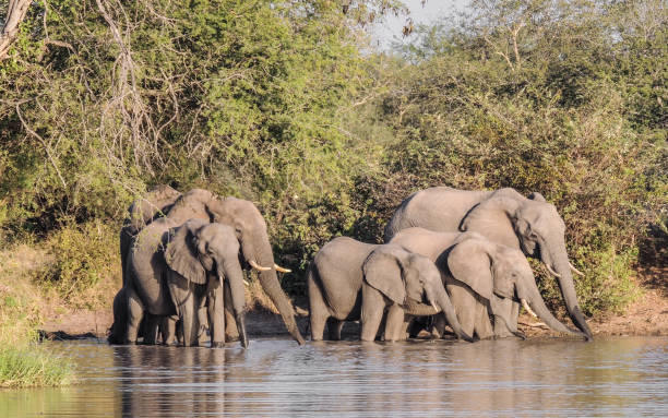 istock African elephant family drink the water 839683304