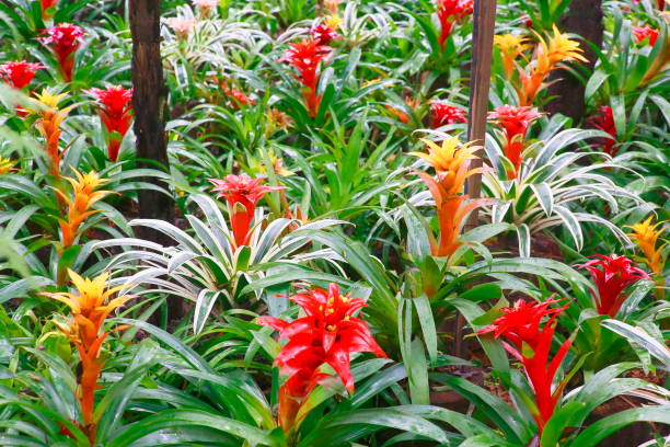 Idyllic Bromeliad Flower heads Nidularium blossom bloom, delicate colorful plants - Beautiful Guzmania landscape - Botanical family: Bromeliaceae - Tropical plants in Brazilian Amazon rainforest and Pantanal Wetlands - Brazil flor de bromelia idílico cabezas nidularium floración de la flor, familia de plantas coloridas delicadas - guzmania hermoso paisaje - botánico: bromeliaceae - plantas tropicales en la selva amazónica brasileña y humedales del pantanal - brasil