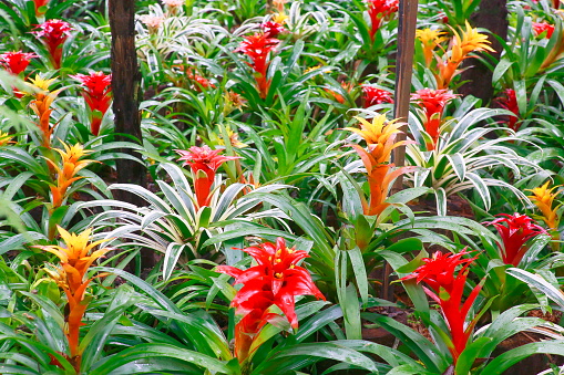 Fresh Flame lily, Glory lily or Climbing lily bloom in the garden, Is a Thai herb with properties Underground head and seeds cure joint pain and killing certain cancer cells.