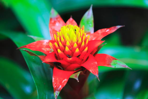 istock Idyllic Bromeliad Flower head Nidularium blossom bloom, delicate colorful plants - Beautiful Guzmania landscape - Botanical family: Bromeliaceae - Tropical plants in Brazilian Amazon rainforest and Pantanal Wetlands - Brazil 839687854