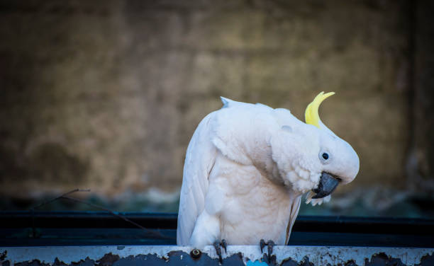 istock Sulphur crested cockatoo bends to get a better look. 839689250
