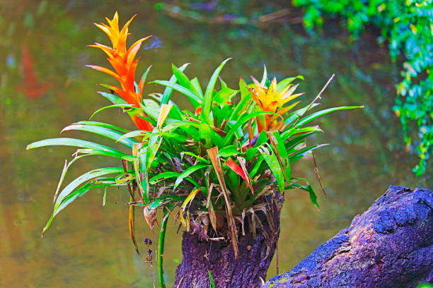 idílico bromélia flor cabeça nidularium flor flor, plantas delicadas coloridas - guzmania bela paisagem - botânicos família: bromeliaceae - plantas tropicais na amazônia brasileira e zonas húmidas do pantanal - brasil - bromeliaceae - fotografias e filmes do acervo