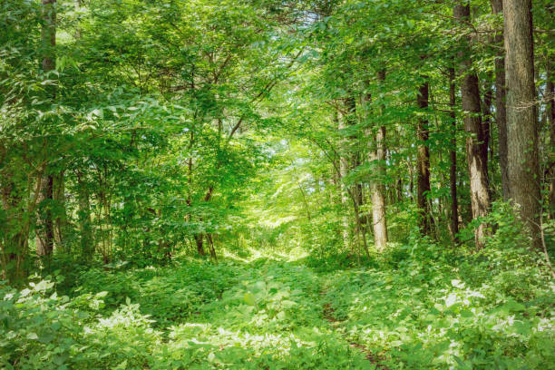 istock Hiking trail in the forest. 839698886