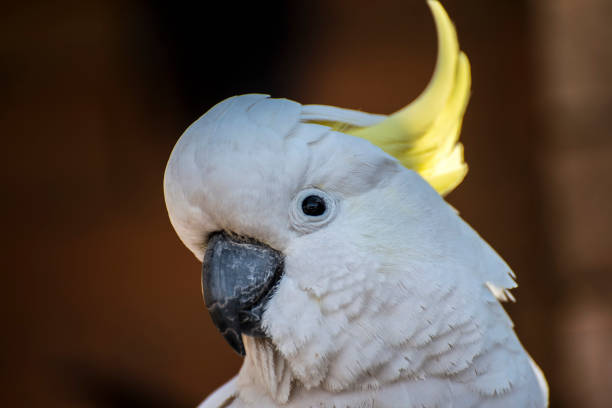 istock Australian sulphur crested cockatoo turns to look at camera. 839719014