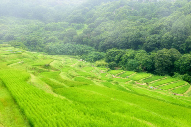 Scenery of rice terraces. Paddy fields in Japan. Natural terrain and farmland. Typical Japanese countryside scenery.