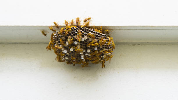 istock group of Hornet insect in nature . 839730842