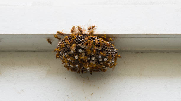 istock group of Hornet insect in nature . 839732904