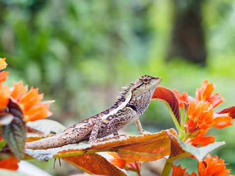 Close up lizard are beautiful patterned as a colorful background