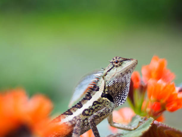 istock Close up lizard are beautiful patterned as a colorful background 839756058