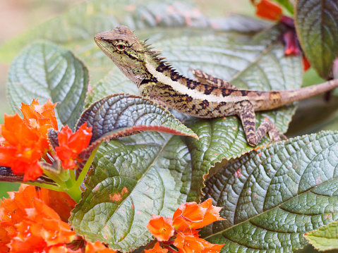 Close up lizard are beautiful patterned as a colorful background